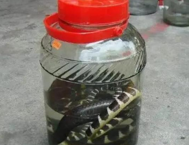 元游棋牌登录入口-男子用2条毒蛇泡酒，12年后打开本想品尝美酒，谁知出现惊人现象